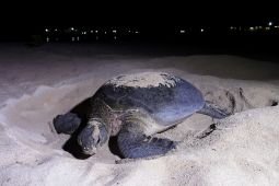 Survei KKP ungkap habitat peneluran penyu di Berau berkondisi hijau