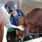 Sapi kurban bantuan Presiden di Sidoarjo