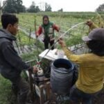 Irigasi tetes solusi tanam cabai musim kemarau