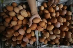 Harga telur ayam ras Rp30.400/kg, bawang merah Rp54.350/kg