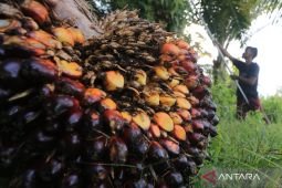 Mentan: Harga TBS sawit harus pulih untuk lindungi 15 juta petani