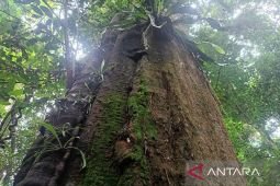 Indonesia's Kutai National Park preserves rare important forest flora