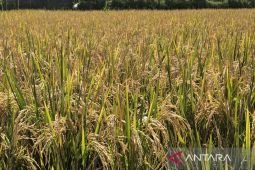 DPRD Batu siapkan perda LP2B lindungi lahan pertanian pangan