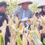 Wamenko Pangan dorong Ponorogo perkuat swasembada jagung
