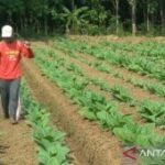 Sumenep manfaatkan DBHCHT 2026 untuk bantu buruh tani tembakau