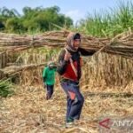 Mentan kebut bongkar ratoon targetkan swasembada gula dalam dua tahun