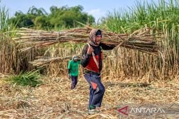 Mentan kebut bongkar ratoon targetkan swasembada gula dalam dua tahun