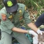 Govt relocates Bornean orangutans to safety amid severe dry season