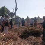 PT SGN evaluasi operasional KSO Tebu Kebun Dhoho pastikan sesuai SOP