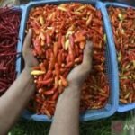 Harga pangan Sabtu ini, cabai rawit Rp70.450/kg dan telur ayam Rp29.350/kg