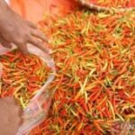 Harga pangan Sabtu ini, cabai rawit Rp59.650/kg dan telur ayam Rp29.450/kg