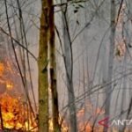 Wamenko: Penanganan karhutla Kalsel harus cepat antisipasi debit air