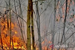 Wamenko: Penanganan karhutla Kalsel harus cepat antisipasi debit air