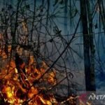 Indonesia sanctions 6 firms after 1,511 hectares burn in Kalimantan