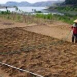 Pemanfaatan lahan waduk surut untuk pertanian