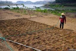 Pemanfaatan lahan waduk surut untuk pertanian