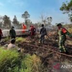 BNPB lindungi habitat gajah di TNWK Lampung dari ancaman karhutla