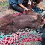 Kemenhut evakuasi orangutan dalam kondisi lemah diduga terpapar asap