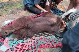 Kemenhut evakuasi orangutan dalam kondisi lemah diduga terpapar asap