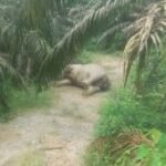 Gajah sumatra ditemukan mati di perkebunan sawit
