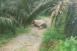 Gajah sumatra ditemukan mati di perkebunan sawit