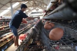 Kementan siapkan juknis penyerapan telur bagi SPPG Rp26.500/kg