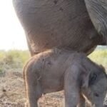 Kado HUT RI, Kemenhut umumkan kelahiran anak gajah di PKG Jalur 21