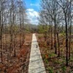 Hutan jati di Bojonegoro meranggas