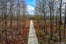 Hutan jati di Bojonegoro meranggas