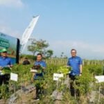 Petrokimia Gresik dorong petani tingkatkan produktivitas cabai