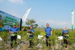 Petrokimia Gresik dorong petani tingkatkan produktivitas cabai
