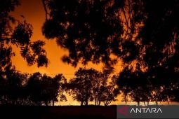 Kebakaran hutan, Spanyol evakuasi lebih dari 1000 orang