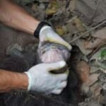 BKSDA Kaltim lepasliarkan orang utan yang viral melintas di jalan