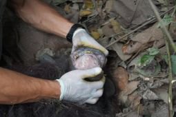 BKSDA Kaltim lepasliarkan orang utan yang viral melintas di jalan