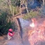 Perhutani: Titik api kembali ditemukan di Gunung Butak, Jatim