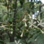 Penemuan Clerodendrum ismaili tambah keanekaragaman hayati