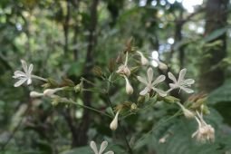Penemuan Clerodendrum ismaili tambah keanekaragaman hayati
