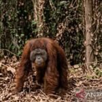 BKSDA jelaskan kronologi penanganan orangutan di Kutai Timur