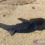 Anak hiu paus 2 meter ditemukan mati di pesisir pantai Kendari