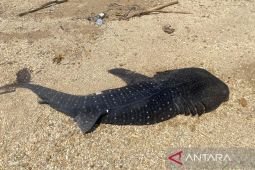 Anak hiu paus 2 meter ditemukan mati di pesisir pantai Kendari