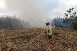 Damkar Tulungagung padamkan kebakaran 0,56 hektare lahan tebu