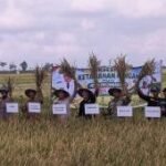 Kemarau panjang, petani Tulungagung panen raya padi 272 ton