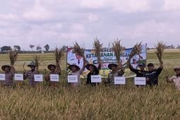 Kemarau panjang, petani Tulungagung panen raya padi 272 ton