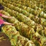 Dinas Pertanian sebut harga tembakau rajangan Tulungagung capai Rp130 ribu