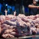 Kementan perkuat koperasi agar peternak ayam miliki posisi tawar