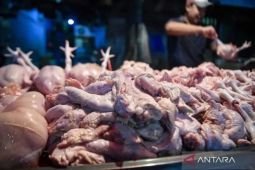 Kementan perkuat koperasi agar peternak ayam miliki posisi tawar