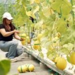 Agrowisata petik melon berbasis BUMDesa