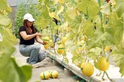 Agrowisata petik melon berbasis BUMDesa