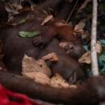 Induk dan anak orang utan dievakuasi akibat karhutla meluas