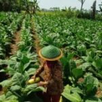 Pemkab Lumajang sebut harga tembakau tembus Rp60 ribu/kg